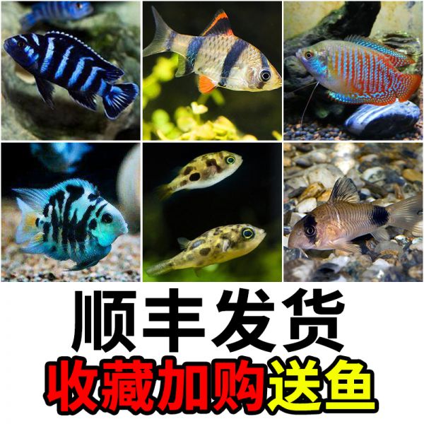 微粒开口鱼食_迷你鹦鹉鱼鱼粮挑选技巧_迷你鹦鹉鱼粮怎么选购的