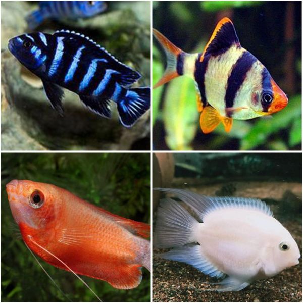 迷你鹦鹉鱼粮怎么选购的_微粒开口鱼食_迷你鹦鹉鱼鱼粮挑选技巧