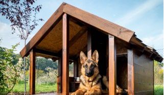 狗窝如何建造
