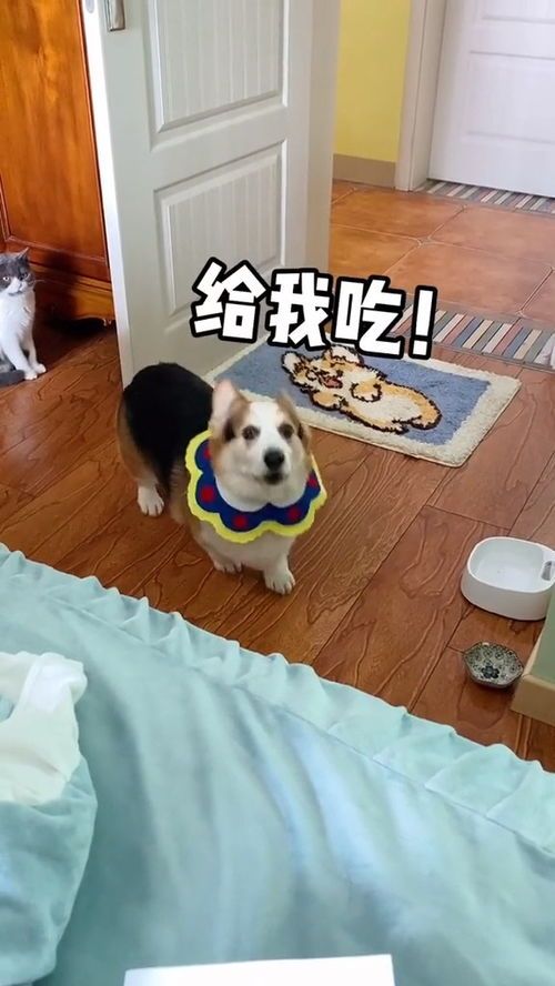 自制宠物狗怎么做窝好看