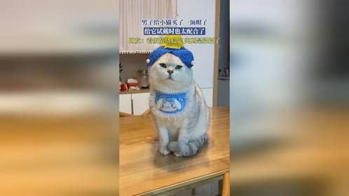 男子给小猫买了一顶帽子，给它试戴时也太配合了，网友：看似情绪稳定，实则是没招了