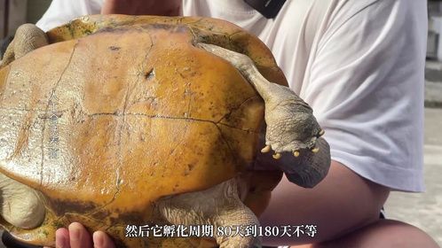 陆龟的平替品种，4大巨龟（淡水龟）之一