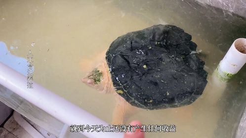 白化鳄龟原色后代产蛋了，吃饭喝粥看今年