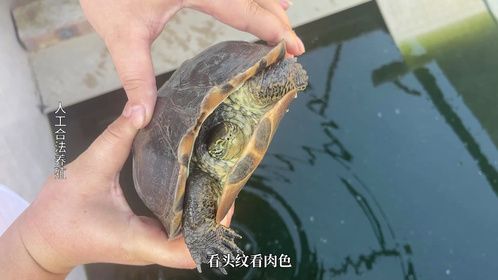 玩杂交龟的龟友应该都产出新玩意了吧