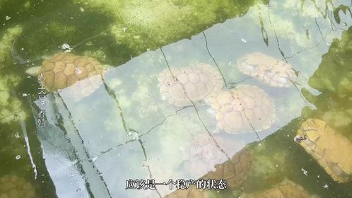 果冻巴西龟差不多到底了，现在入一些挺好