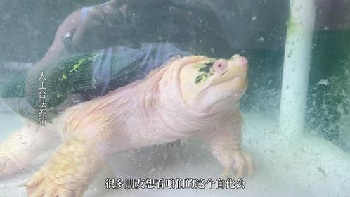 白化北美配佛鳄回血终于出白化杂佛了