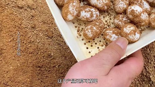 别人的西非侧颈龟还没下蛋，我们出了几百苗