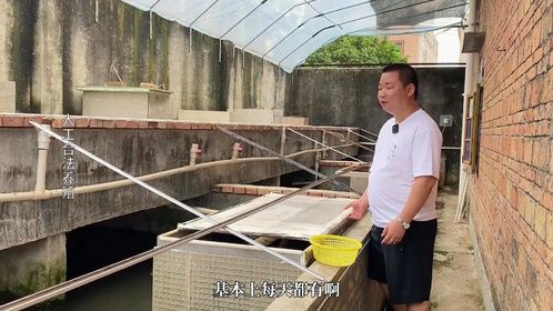 圆奥侧颈龟从元旦开始下蛋，一个高产的品种