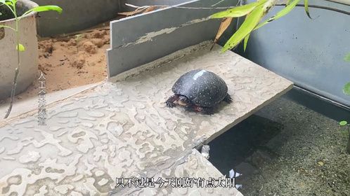 星点水龟体型小，适合养殖环境小的玩家