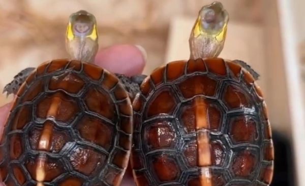 黄缘闭壳龟有多少种？大陆缘，安缘，台缘的区别和价格对比