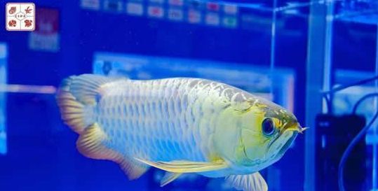 第29届中国国际宠物水族展览会迎「无限」而启，于广州荣耀开幕