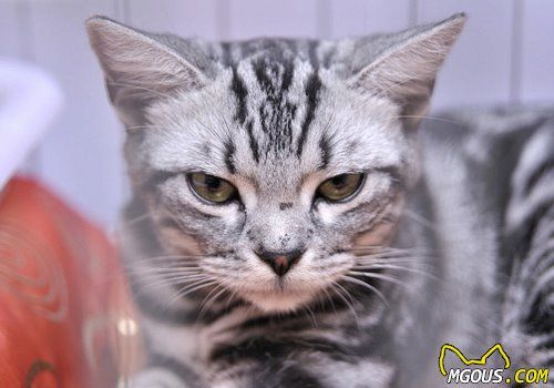 猫咪八条饮食禁忌