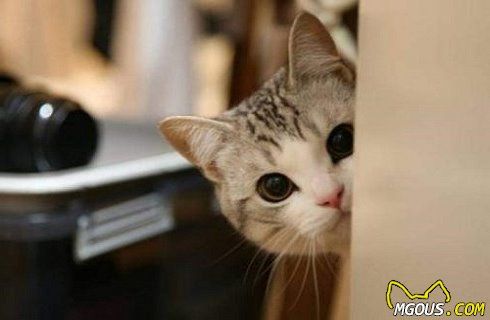 猫除了猫粮还能吃什么？猫饮食注意事项