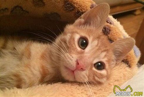 猫除了猫粮还能吃什么？猫饮食注意事项