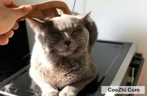 猫咪的喂养方式