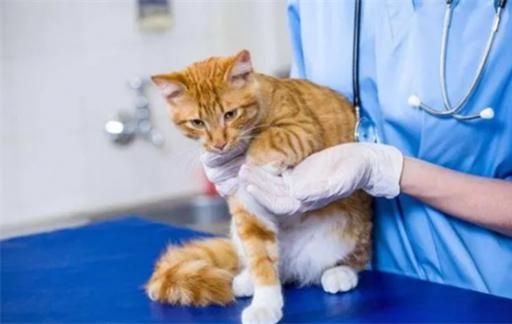 母猫绝育要注意些什么