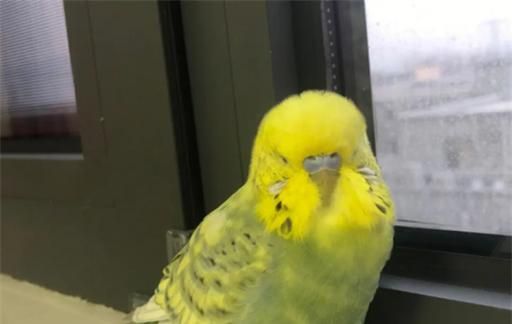 虎皮鹦鹉不让摸还咬人怎么办