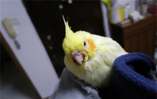 黄化玄凤鹦鹉会说话吗