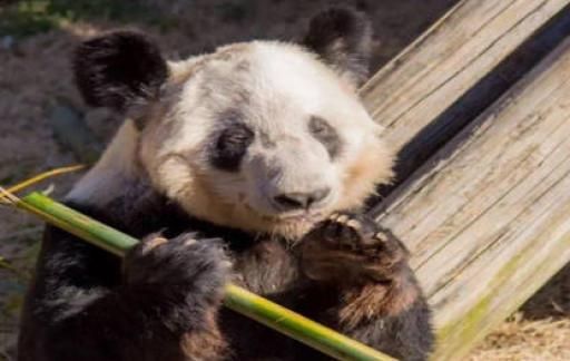 丫丫近期状态怎么样