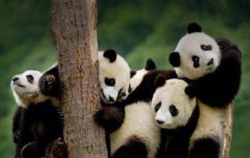 熊猫基地考虑建黑名单制度 可行性多大？