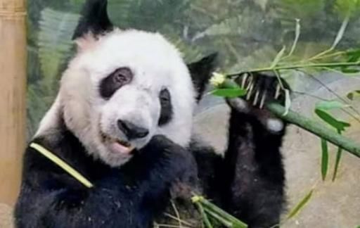 中动协在美照料丫丫吗？