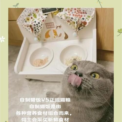 猫吃米饭后还会吃猫粮吗?探究猫咪饮食习惯的原因是什么?