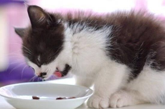 一个月小猫吃什么食物