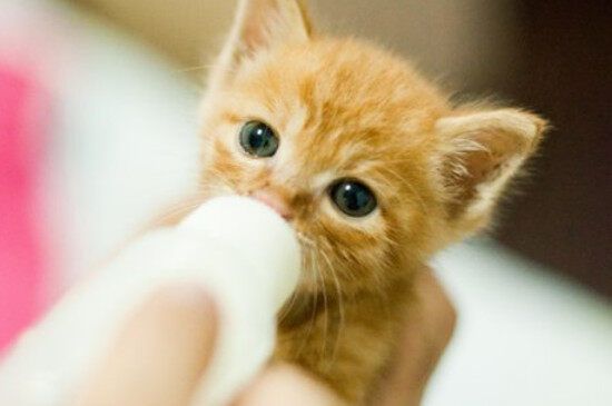 一个月小猫吃什么食物