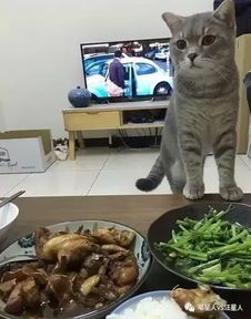 宠物饮食：鸡肉喂猫安全吗？