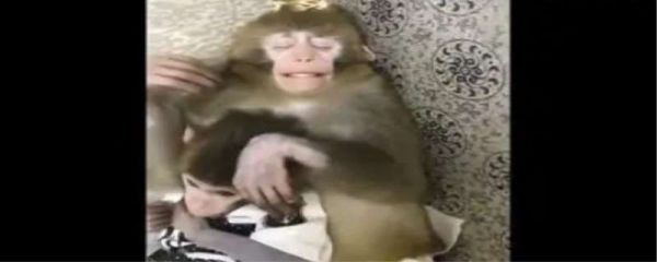 养猴子犯法吗，养猴子怎么样