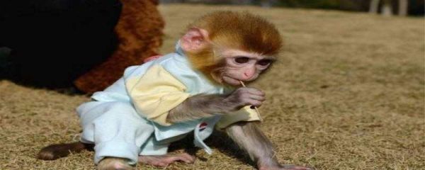 养猴子犯法吗，养猴子怎么样