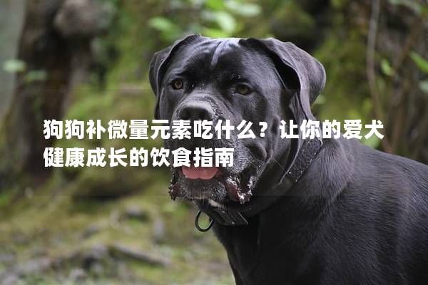 狗狗补微量元素吃什么？让你的爱犬健康成长的饮食指南