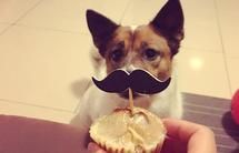 宠物芝士焗鸡肝蛋糕