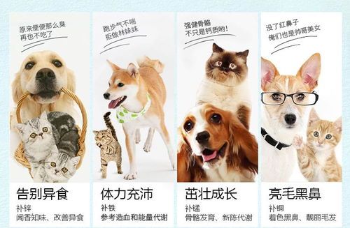 小狗缺微量元素怎么办（补充微量元素的方法，让小狗健康成长）