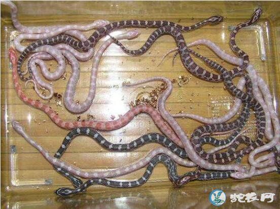 最温顺的蛇排名、十大最温顺的蛇排行榜！