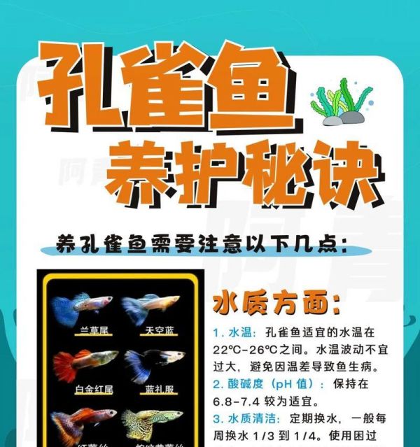 孔雀鱼的生长周期及特点（探究孔雀鱼的生长周期和发育特点，了解它们的成长规律）