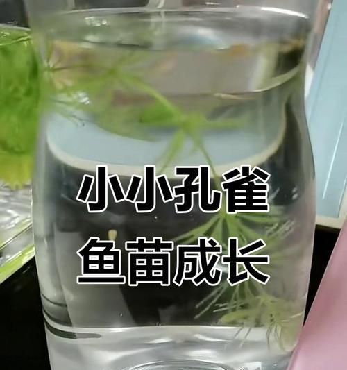 孔雀鱼的生长周期及特点（探究孔雀鱼的生长周期和发育特点，了解它们的成长规律）