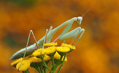 螳螂的生长过程