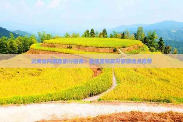 云南省内携宠旅行指南:更佳宠物友好旅游地点推荐