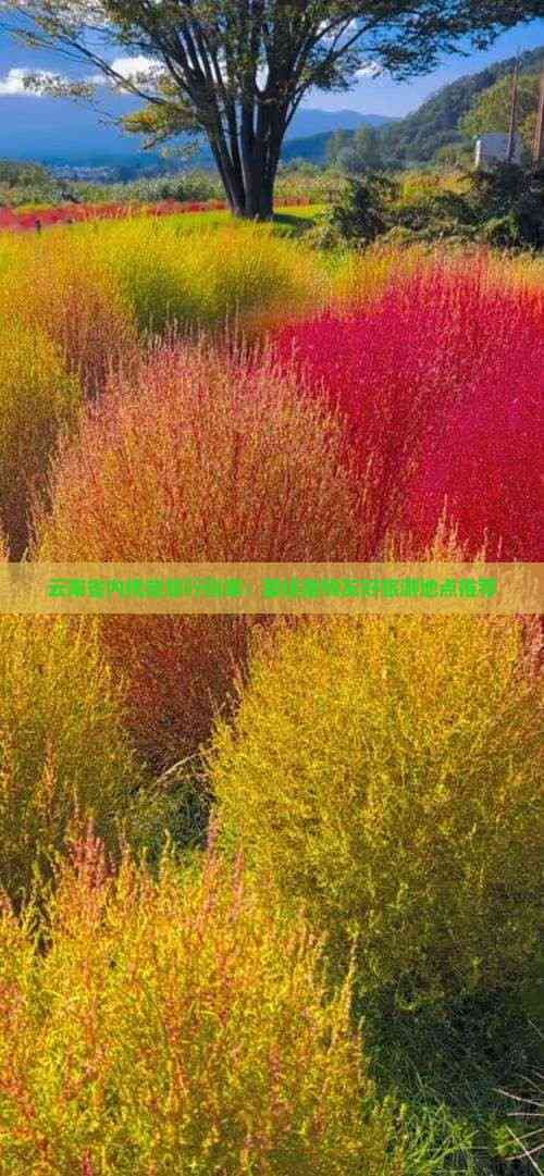 云南省内携宠旅行指南:更佳宠物友好旅游地点推荐