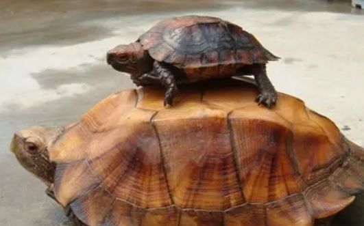 宠物科普:锯缘龟咬人吗?