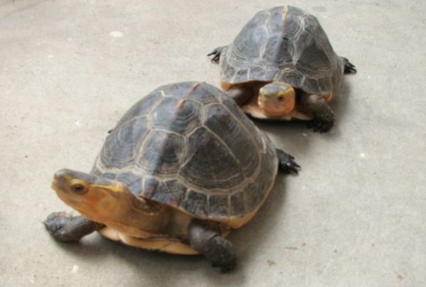 宠物科普:锯缘龟咬人吗?