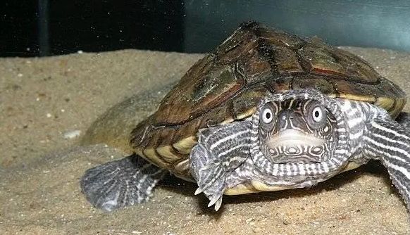 饲养地图龟的注意事项有哪些？一文替你解答！