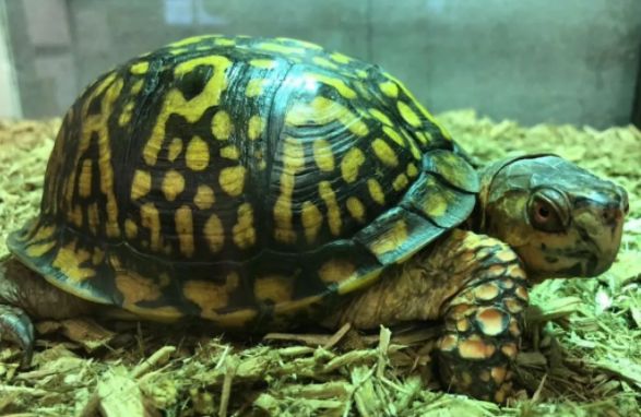 饲养科普:佛罗里达箱龟能养多大?