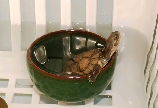 养龟科普系列2——黄喉拟水龟(小青龟)