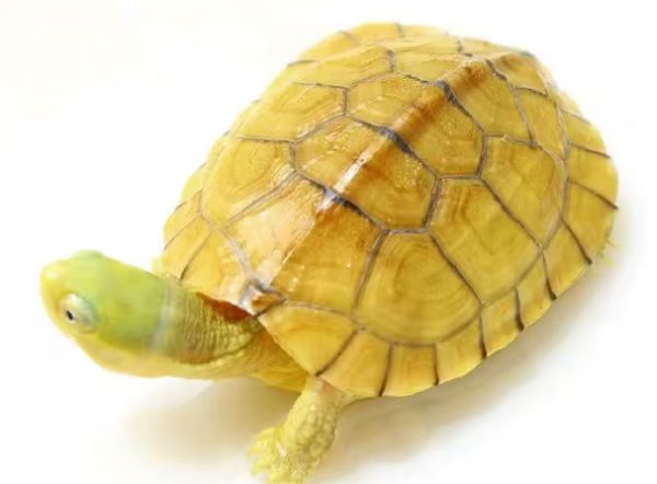 养龟科普系列2——黄喉拟水龟(小青龟)