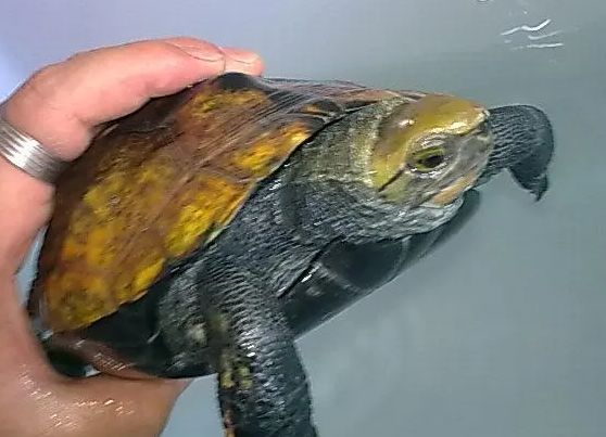 今日科普:日本石龟能深水养吗?