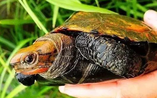 今日科普:日本石龟能深水养吗?
