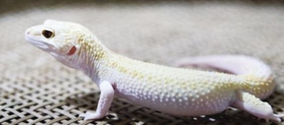 白色守宫蜥蜴饲养方法