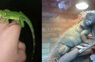 深度解析：宠物店蜥蜴十年的养护及业内秘辛